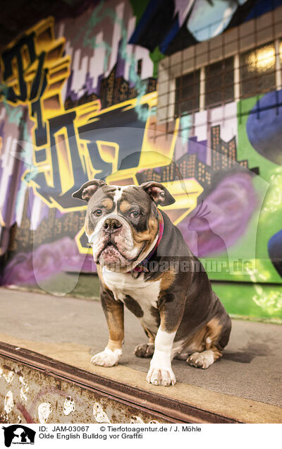 Olde English Bulldog vor Graffiti / JAM-03067
