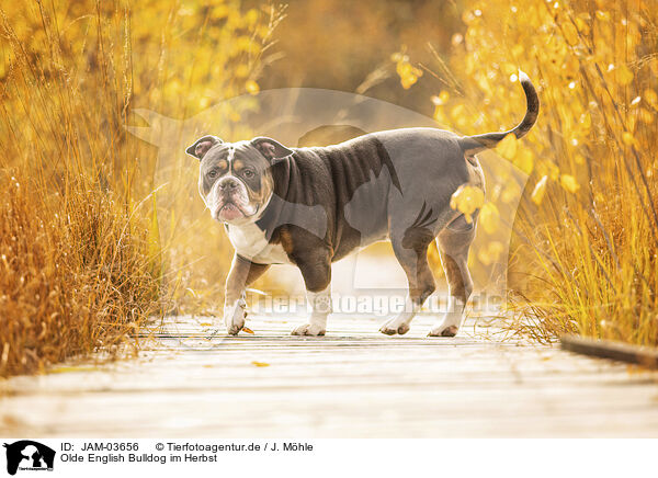 Olde English Bulldog im Herbst / Olde English Bulldog in autumn / JAM-03656