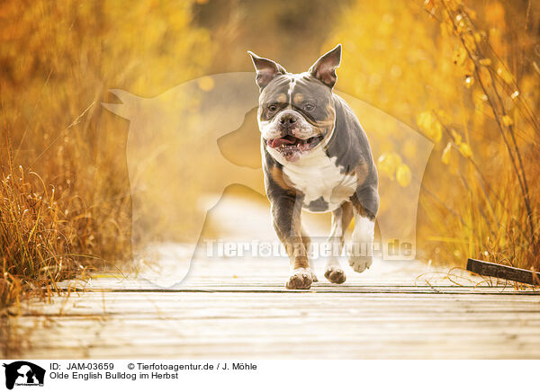 Olde English Bulldog im Herbst / Olde English Bulldog in autumn / JAM-03659