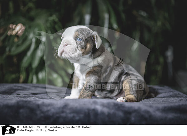 Olde English Bulldog Welpe / Olde English Bulldog Puppy / MAH-03679