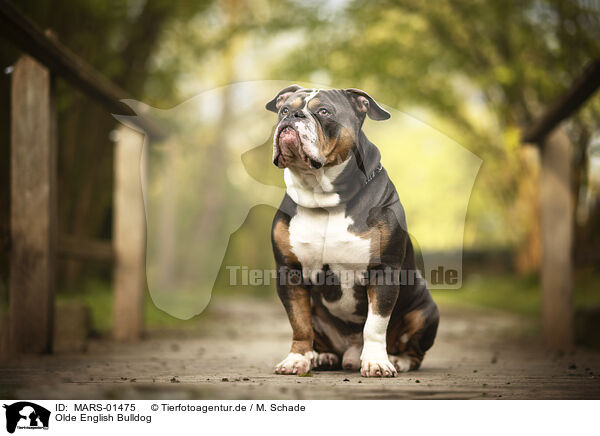 Olde English Bulldog / Olde English Bulldog / MARS-01475
