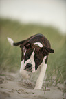 junge Olde English Bulldogge