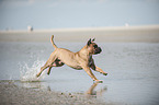 rennende Olde English Bulldogge