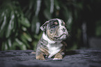 Olde English Bulldog Welpe