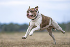 Olde English Bulldog