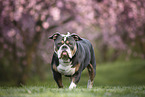 Olde English Bulldog