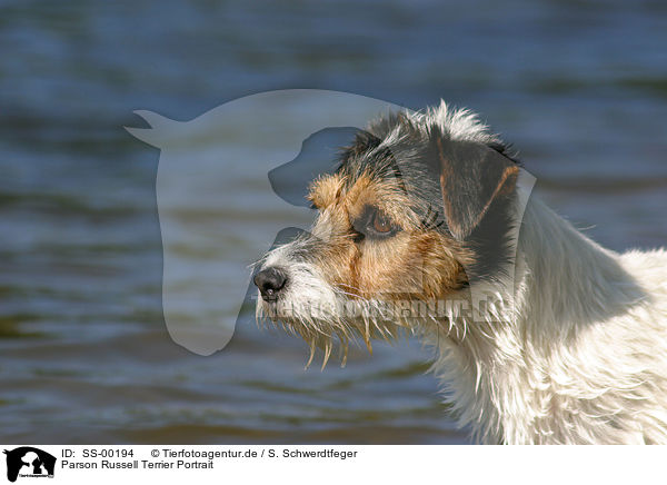 Parson Russell Terrier Portrait / Parson Russell Terrier Portrait / SS-00194