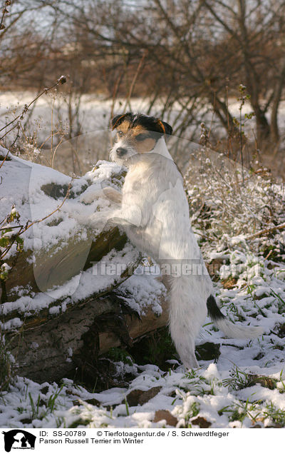 Parson Russell Terrier im Winter / Parson Russell Terrier in Winter / SS-00789