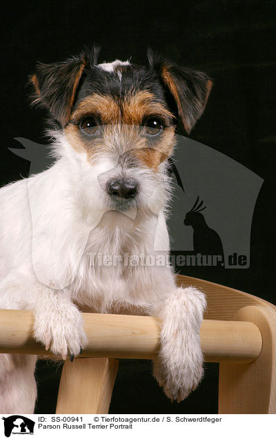 Parson Russell Terrier Portrait / Parson Russell Terrier Portrait / SS-00941