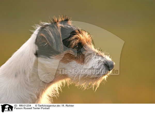 Parson Russell Terrier Portrait / Parson Russell Terrier Portrait / RR-01204