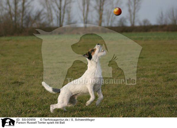 Parson Russell Terrier spielt mit Ball / Parson Russell Terrier plays with ball / SS-00959