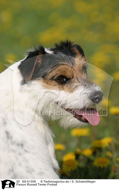 Parson Russell Terrier Portrait / Parson Russell Terrier Portrait / SS-01306