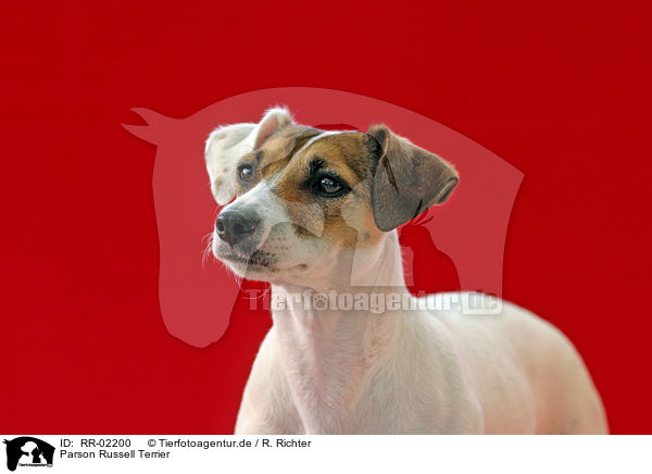 Parson Russell Terrier / Parson Russell Terrier / RR-02200