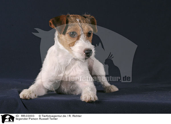 liegender Parson Russell Terrier / lying Parson Russell Terrier / RR-03003