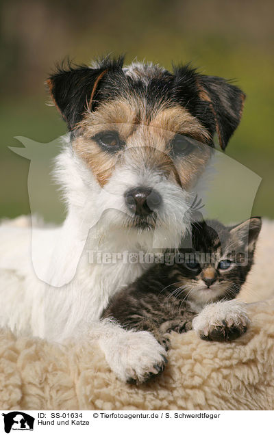 Hund und Katze / dog and cat / SS-01634