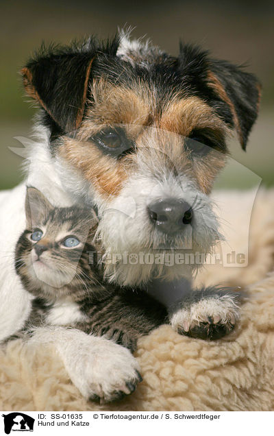 Hund und Katze / dog and cat / SS-01635
