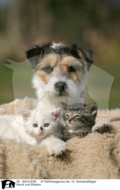 Hund und Katzen / dog and cats / SS-01636