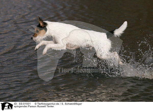 spingender Parson Russell Terrier / jumping Parson Russell Terrier / SS-01931