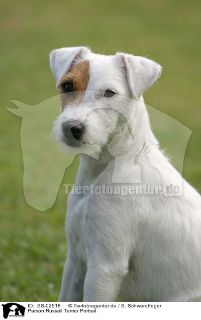 Parson Russell Terrier Portrait / SS-02518
