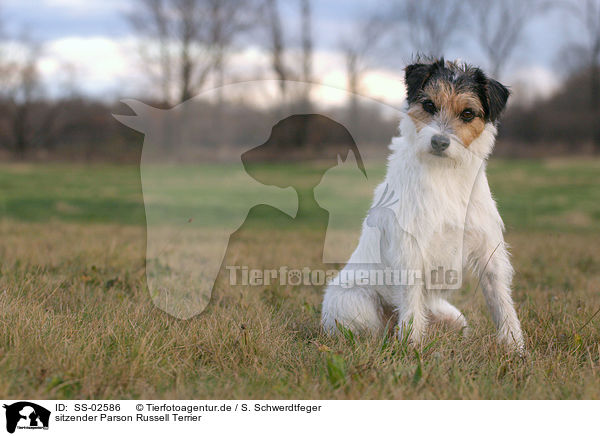 sitzender Parson Russell Terrier / sitting Parson Russell Terrier / SS-02586