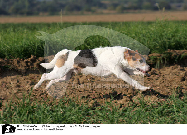 rennender Parson Russell Terrier / SS-04457