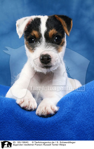 Parson Russell Terrier Welpe / Parson Russell Terrier Puppy / SS-19840