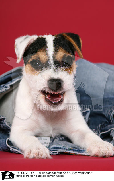lustiger Parson Russell Terrier Welpe / funny Parson Russell Terrier Puppy / SS-20755