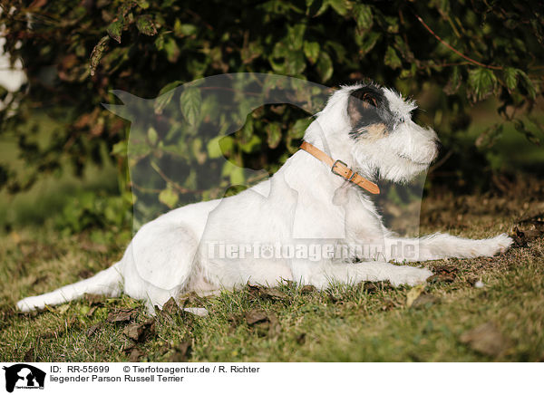 liegender Parson Russell Terrier / lying Parson Russell Terrier / RR-55699