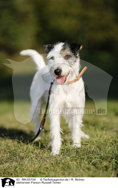 stehender Parson Russell Terrier / standing Parson Russell Terrier / RR-55709