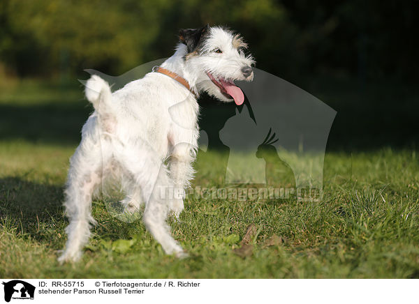 stehender Parson Russell Terrier / standing Parson Russell Terrier / RR-55715