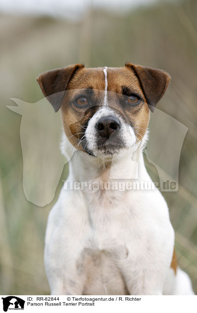 Parson Russell Terrier Portrait / Parson Russell Terrier Portrait / RR-82844