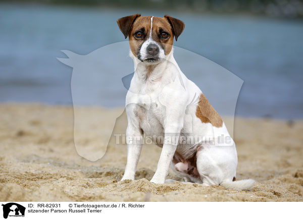 sitzender Parson Russell Terrier / sitting Parson Russell Terrier / RR-82931
