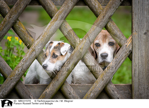 Parson Russell Terrier und Beagle / Parson Russell Terrier and Beagle / MW-01579