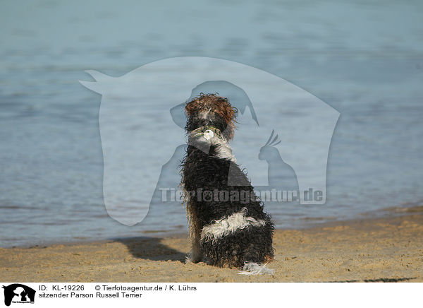 sitzender Parson Russell Terrier / sitting Parson Russell Terrier / KL-19226