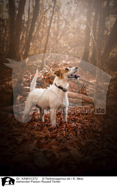 stehender Parson Russell Terrier / KAM-01272