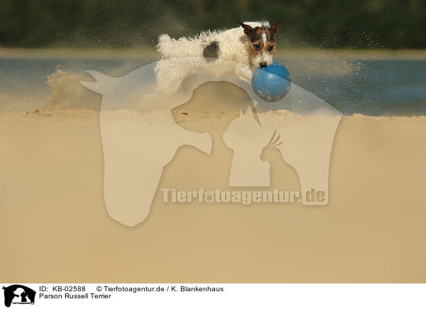 Parson Russell Terrier / Parson Russell Terrier / KB-02588