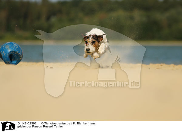 spielender Parson Russell Terrier / playing Parson Russell Terrier / KB-02592