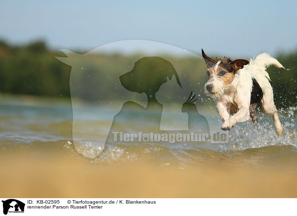 rennender Parson Russell Terrier / running Parson Russell Terrier / KB-02595