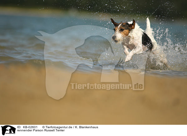 rennender Parson Russell Terrier / running Parson Russell Terrier / KB-02601