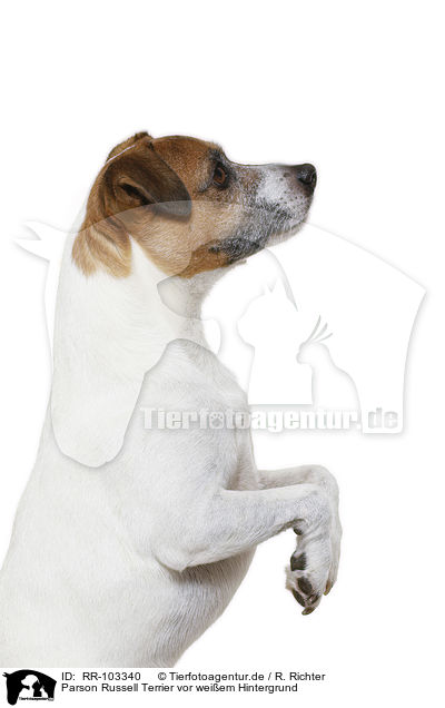 Parson Russell Terrier vor weiem Hintergrund / Parson Russell Terrier in front of white background / RR-103340