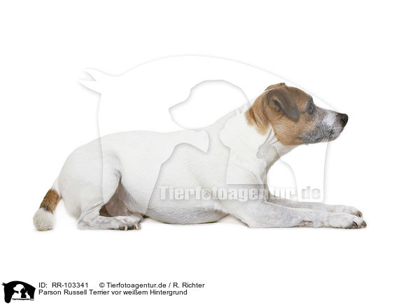 Parson Russell Terrier vor weiem Hintergrund / RR-103341