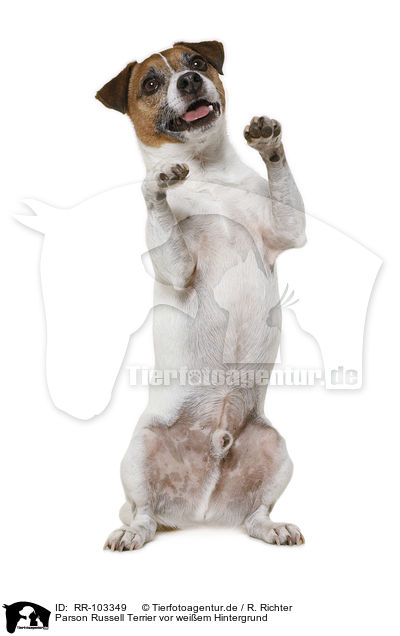 Parson Russell Terrier vor weiem Hintergrund / Parson Russell Terrier in front of white background / RR-103349