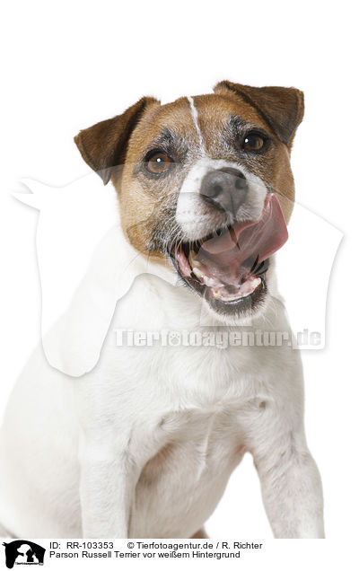 Parson Russell Terrier vor weiem Hintergrund / RR-103353