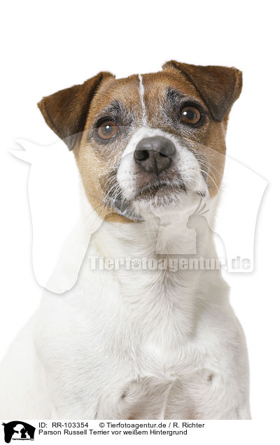 Parson Russell Terrier vor weiem Hintergrund / Parson Russell Terrier in front of white background / RR-103354