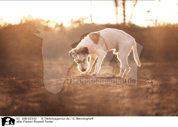 alter Parson Russell Terrier / SIB-02342