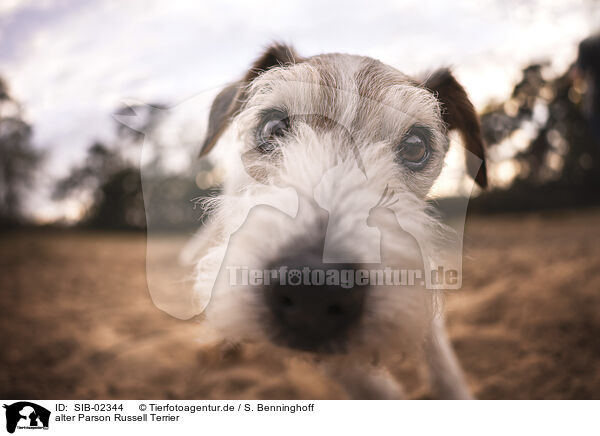 alter Parson Russell Terrier / SIB-02344