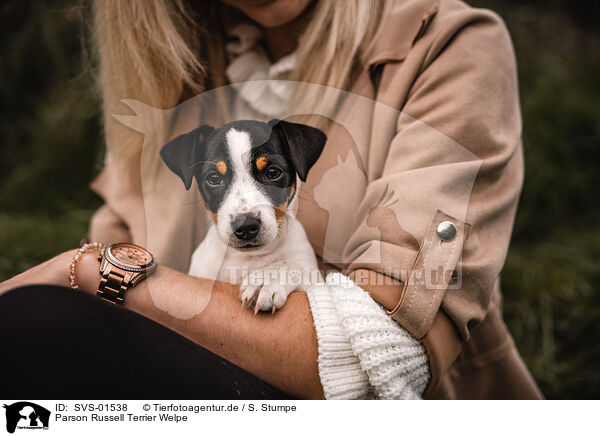 Parson Russell Terrier Welpe / Parson Russell Terrier Puppy / SVS-01538