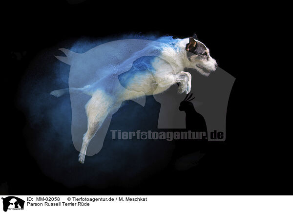 Parson Russell Terrier Rde / MM-02058