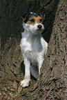 sitzender Parson Russell Terrier