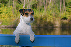 Parson Russell Terrier Portrait